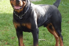 APACHE from Primo`s Imperium rottweiler reproduktor