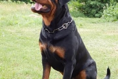 APACHE from Primo`s Imperium rottweiler reproduktor