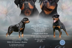 zapowiedź miotu hodowla Mommy's Shadow